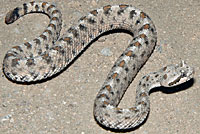 Mohave Desert Sidewinder