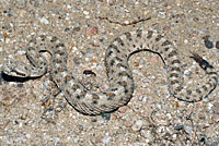 Mohave Desert Sidewinder