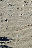 Mohave Desert Sidewinder tracks