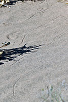 Mohave Desert Sidewinder tracks