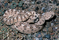 Colorado Desert Sidewinder