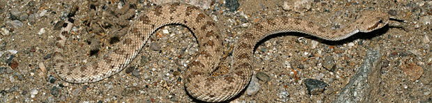 Colorado Desert Sidewinder