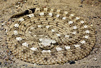 Colorado Desert Sidewinder