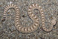 Colorado Desert Sidewinder