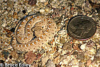 Colorado Desert Sidewinder