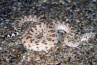 Colorado Desert Sidewinder