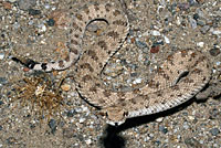 Colorado Desert Sidewinder