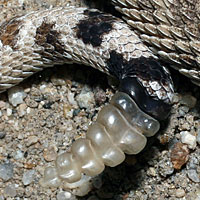 Colorado Desert Sidewinder