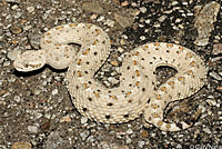 Colorado Desert Sidewinder