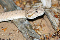 Colorado Desert Sidewinder