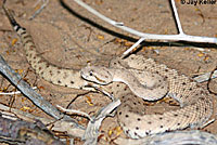 Colorado Desert Sidewinder