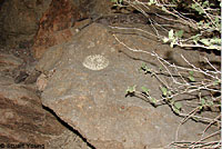 Colorado Desert Sidewinder