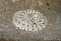 Colorado Desert Sidewinder