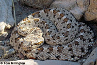 Colorado Desert Sidewinder