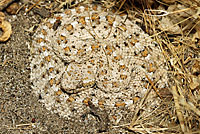 Colorado Desert Sidewinder