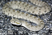 Colorado Desert Sidewinder