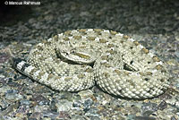 Colorado Desert Sidewinder