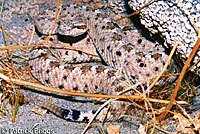 Colorado Desert Sidewinder