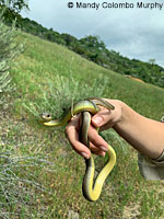 western yellow-bellied racer