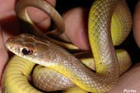 western yellow-bellied racer