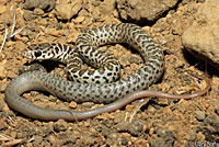 western yellow-bellied racer