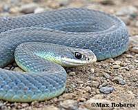 western yellow-bellied racer