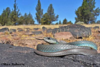 western yellow-bellied racer