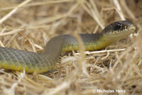 western yellow-bellied racer