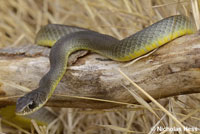 western yellow-bellied racer