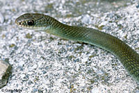 western yellow-bellied racer