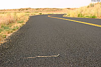 western yellow-bellied racer