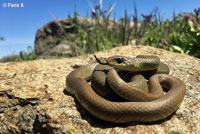 western yellow-bellied racer