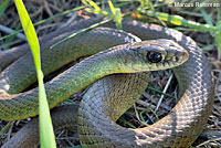 western yellow-bellied racer