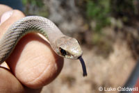 western yellow-bellied racer