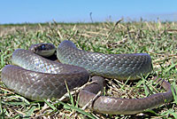 western yellow-bellied racer