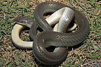 western yellow-bellied racer