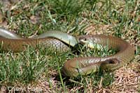 western yellow-bellied racer