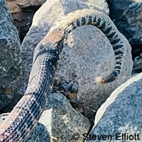 california kingsnake