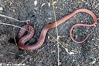 Red Racer