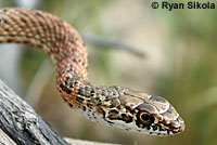 San Joaquin Coachwhip