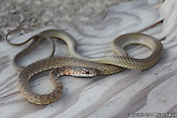 San Joaquin Coachwhip