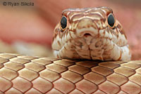 San Joaquin Coachwhip