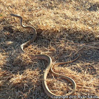 San Joaquin Coachwhip