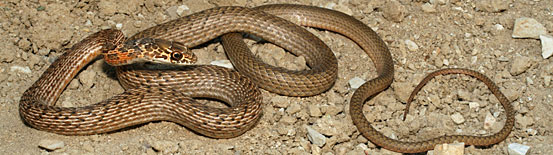 San Joaquin Coachwhip