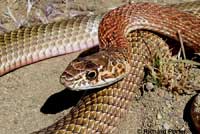 San Joaquin Coachwhip