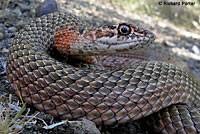 San Joaquin Coachwhip