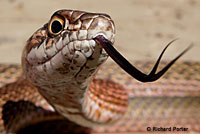 San Joaquin Coachwhip