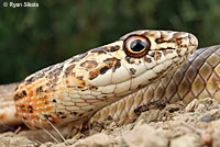 San Joaquin Coachwhip