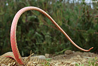 San Joaquin Coachwhip