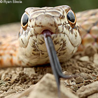 San Joaquin Coachwhip